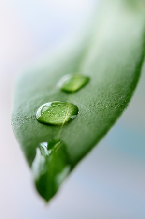 水滴在叶