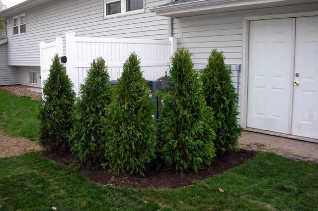 windbreak-of-evergreens-around-air-conditioner