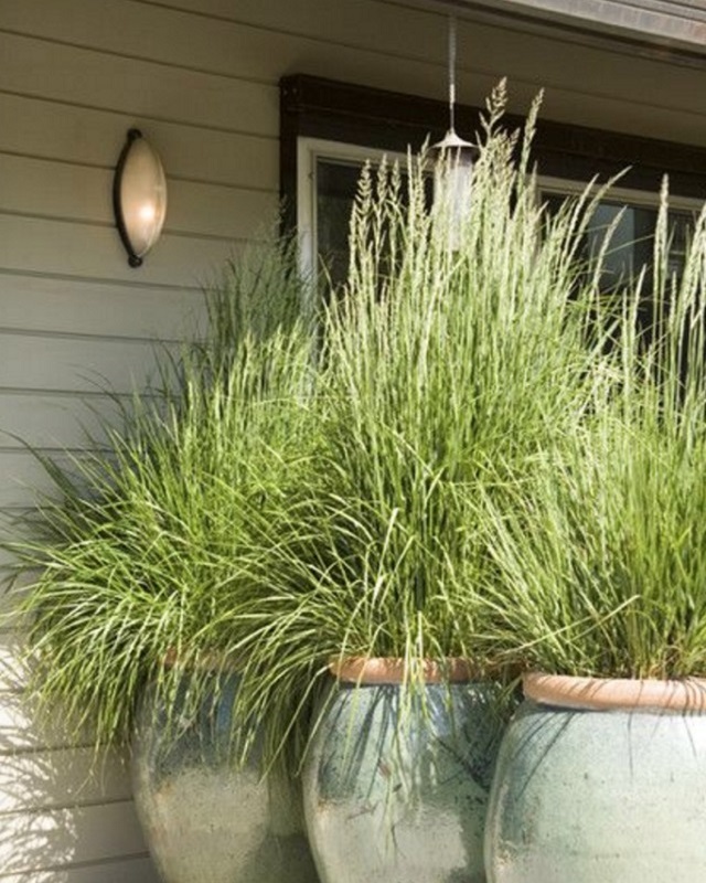 Large-potted-grass-for-windbreak